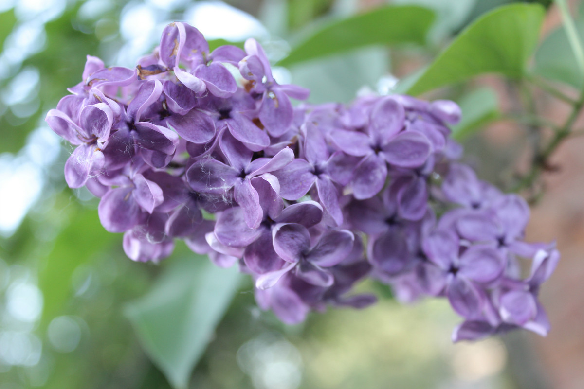 Purple flower - Анна Самуляк