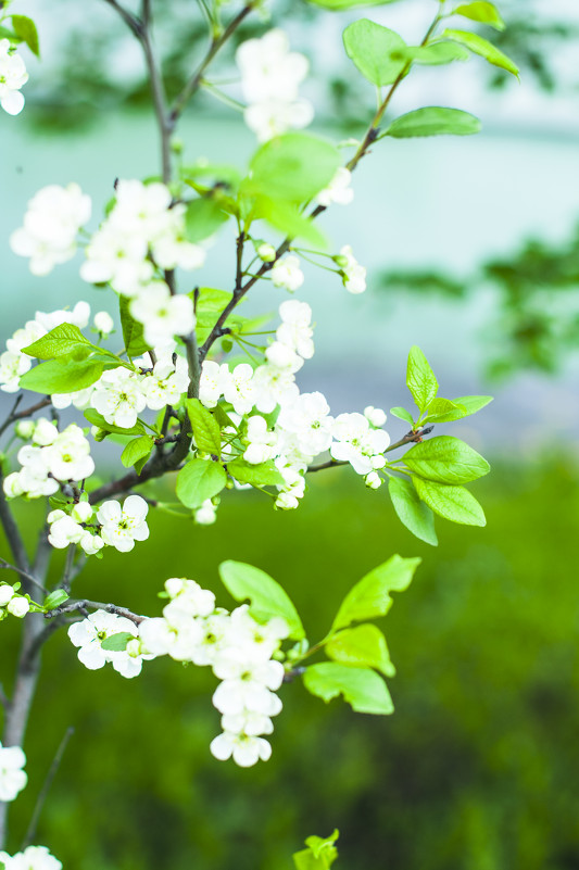 Весенний цвет - екатерина иванова