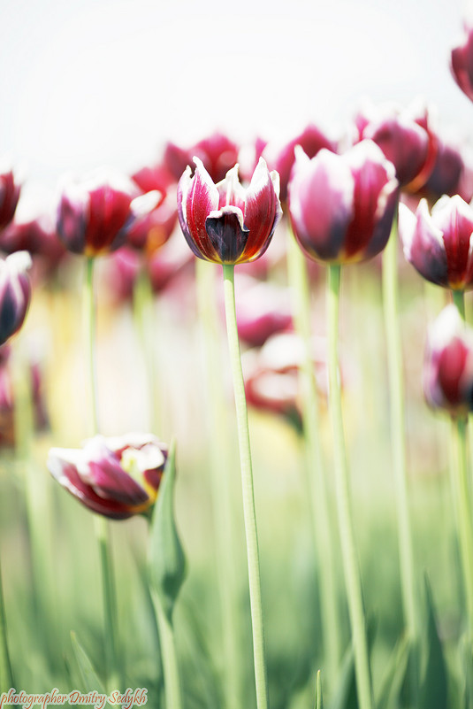 тюльпан весной - Дмитрий Седых