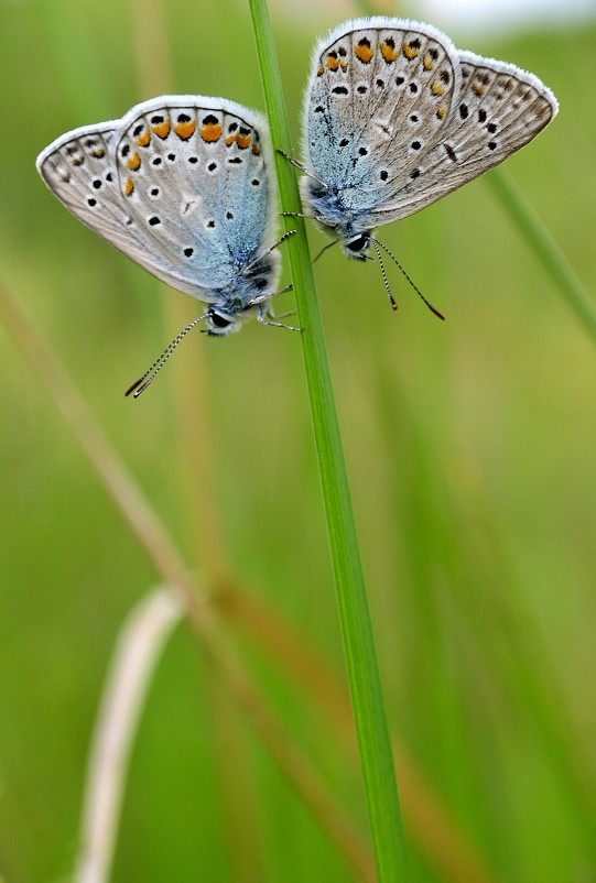 Две бабочки - Иван Сагиров