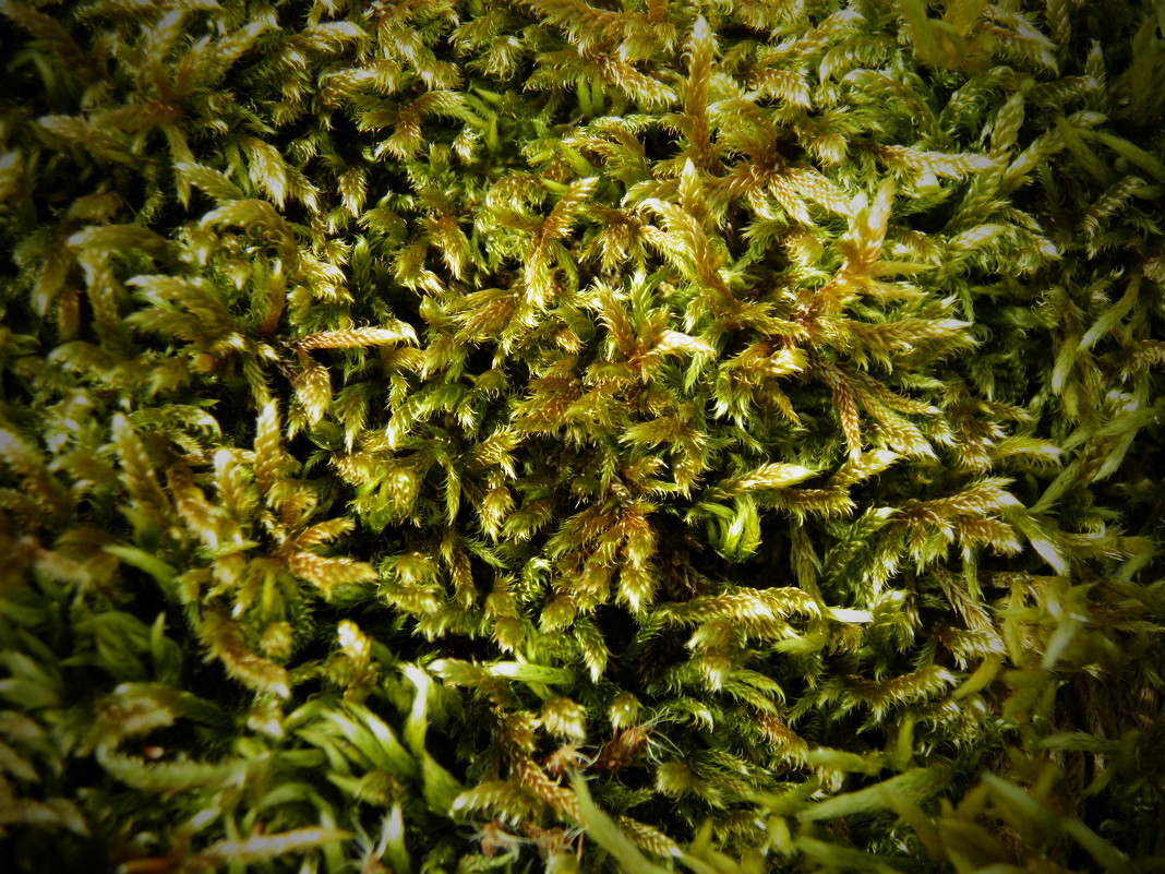 Это не ковролин, это мох на острове Сааремаа - Любовь Изоткина
