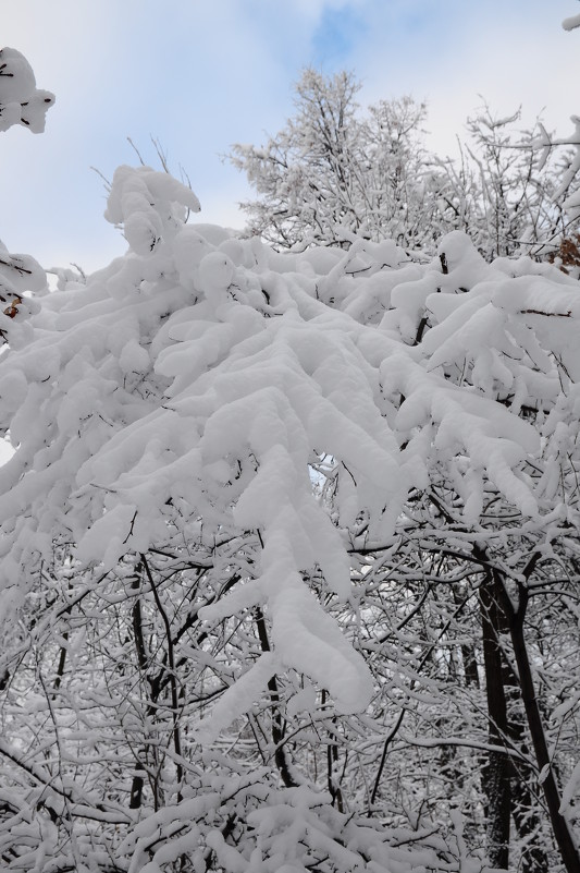 Зима.5.02.2013г. - Виталий Виницкий