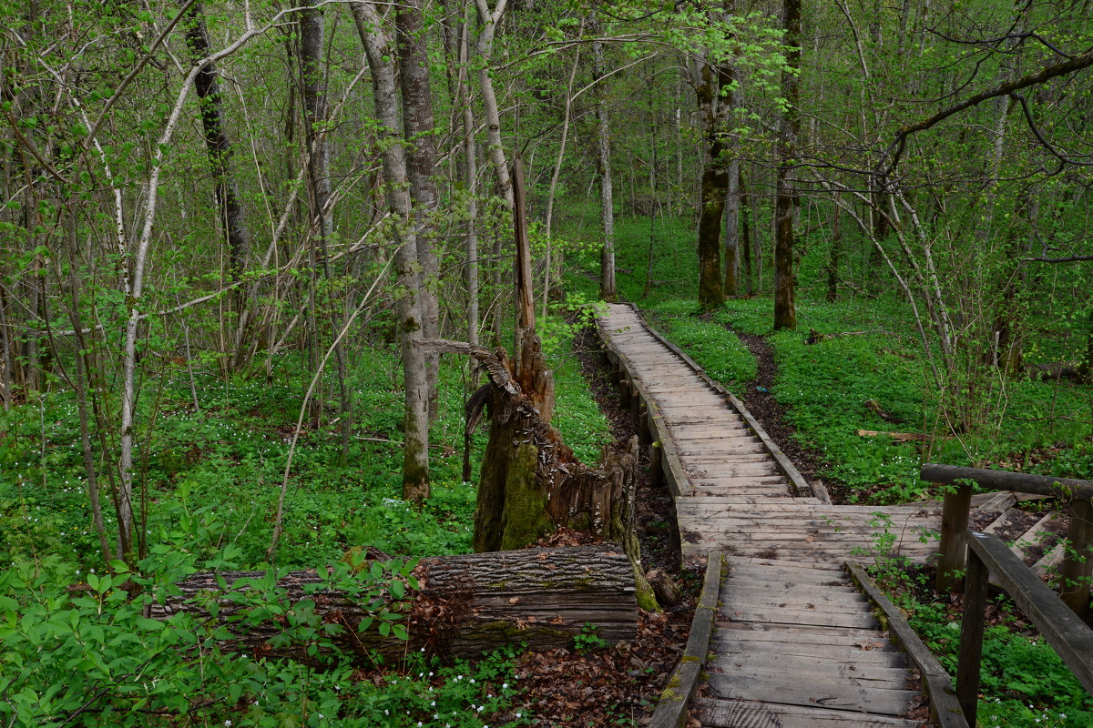 мост в лесу - Дмитрий Каминский