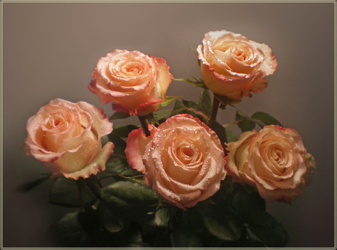 Розы абрикосового цвета - Эля Юрасова