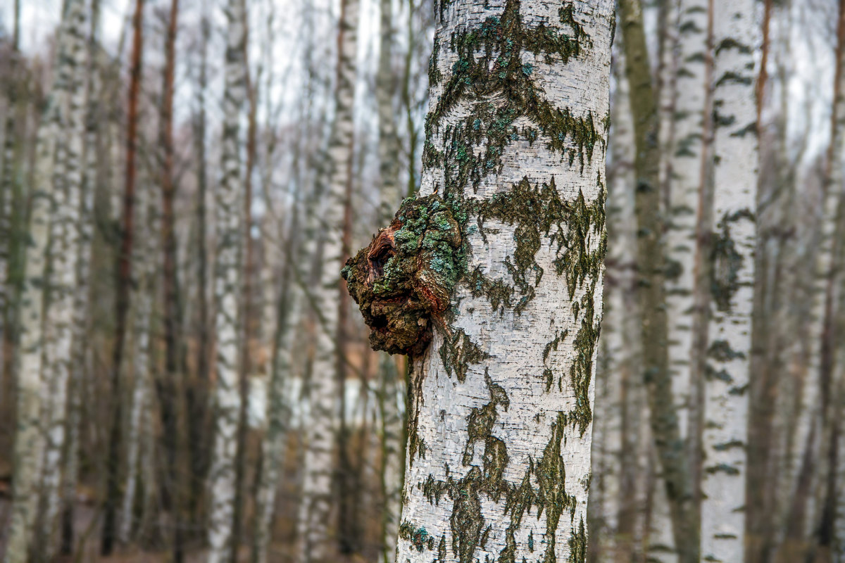 Фото чаги на березе крупным планом