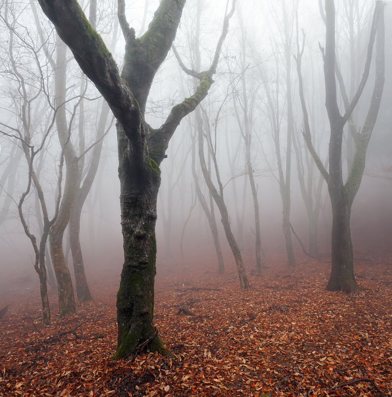 Лес в тумане - Nataliya Barinova 