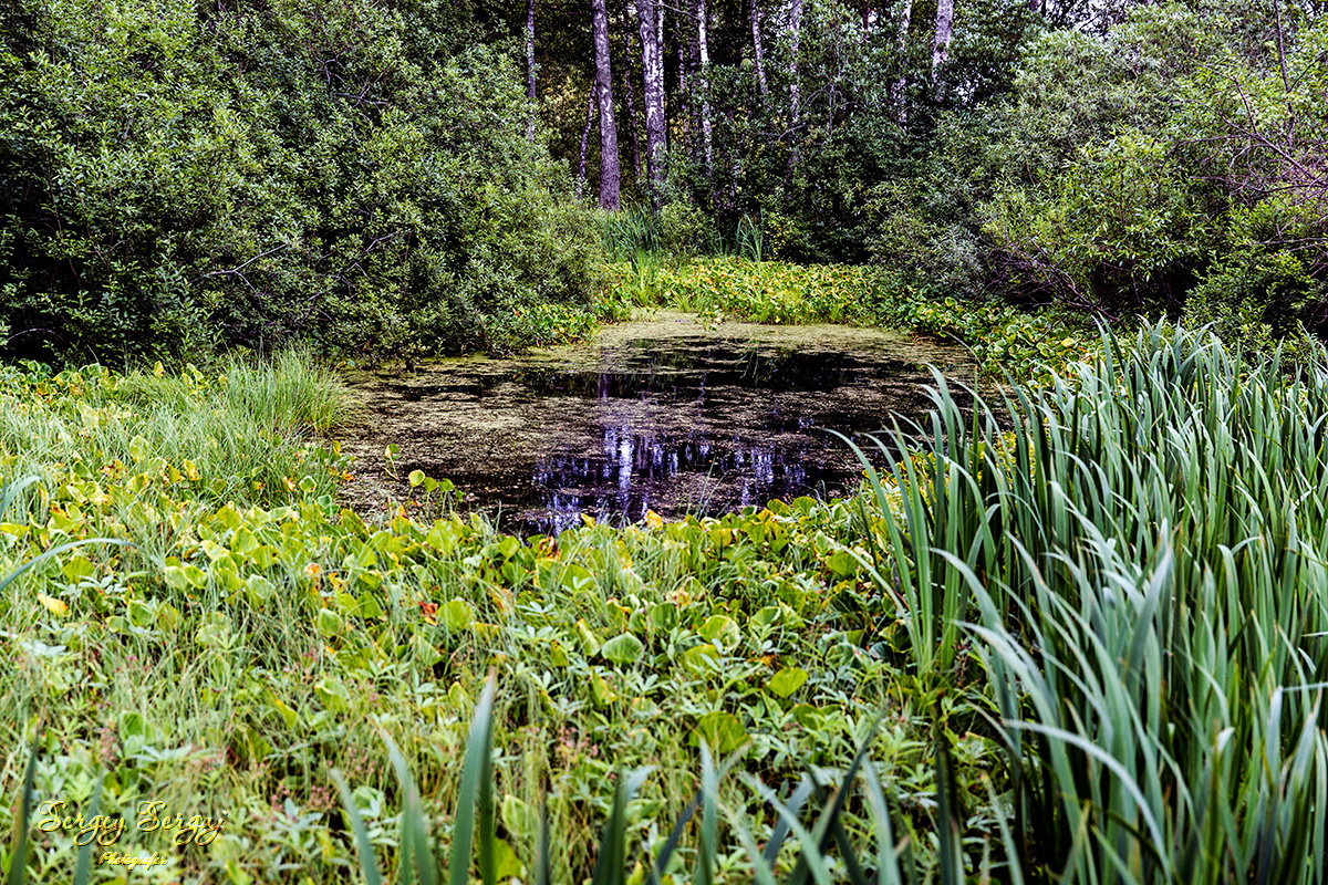 Wild pond - Sergey Sergaj