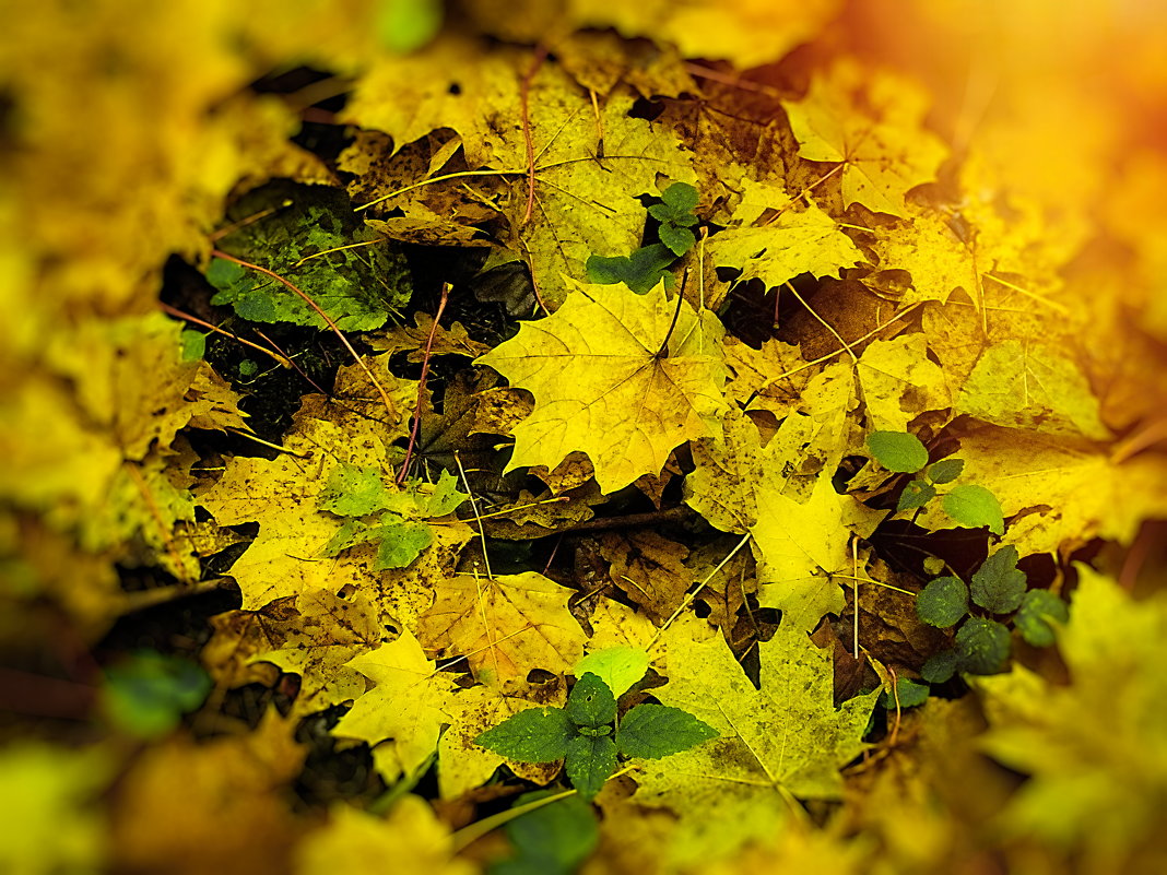 Осенние листья - Evgenij Schleinikov