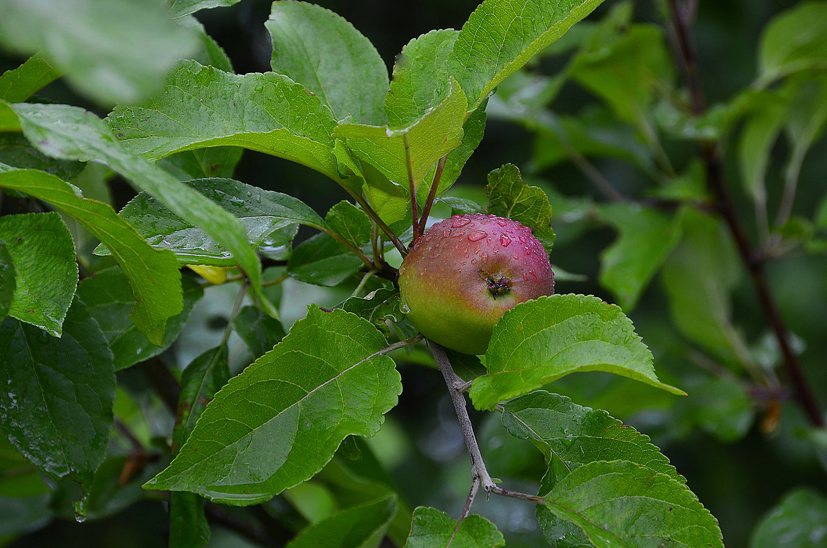 Румяное яблочко - Miola 