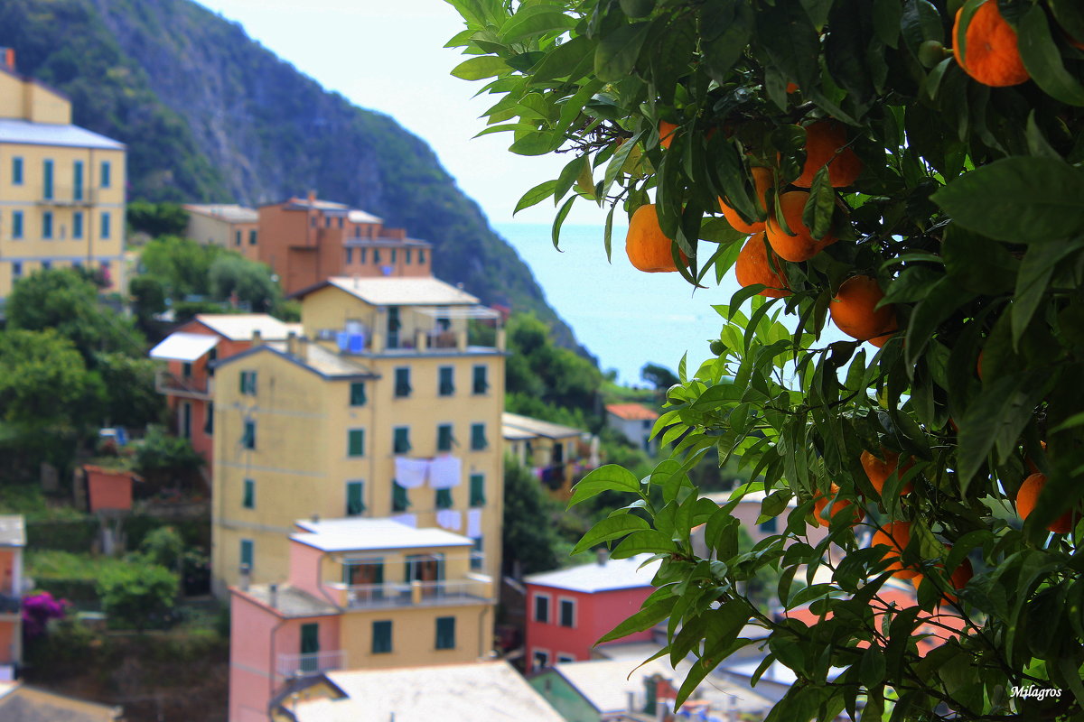 Italy . Cinque Terre - Milagros 