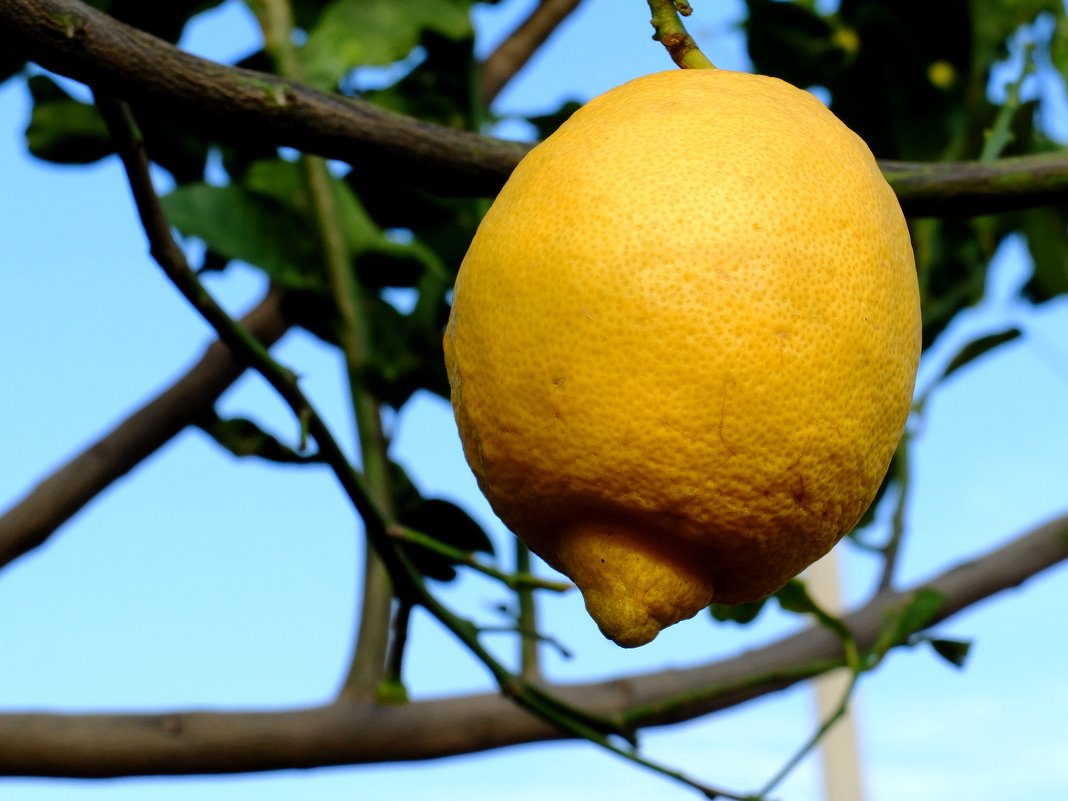 лимон - evgeni vaizer