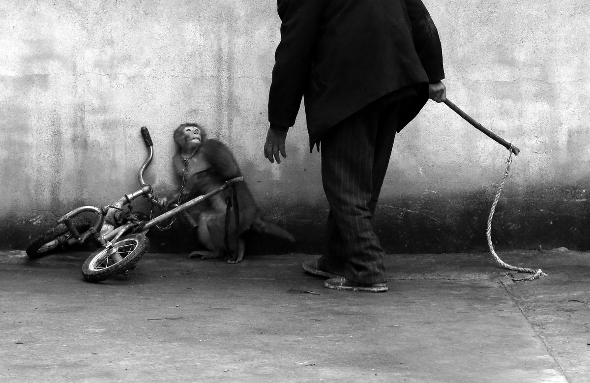 Monkey Training for a Circus / автор фото Yongzhi Chu, China - Виктор | Индеец Острие Бревна