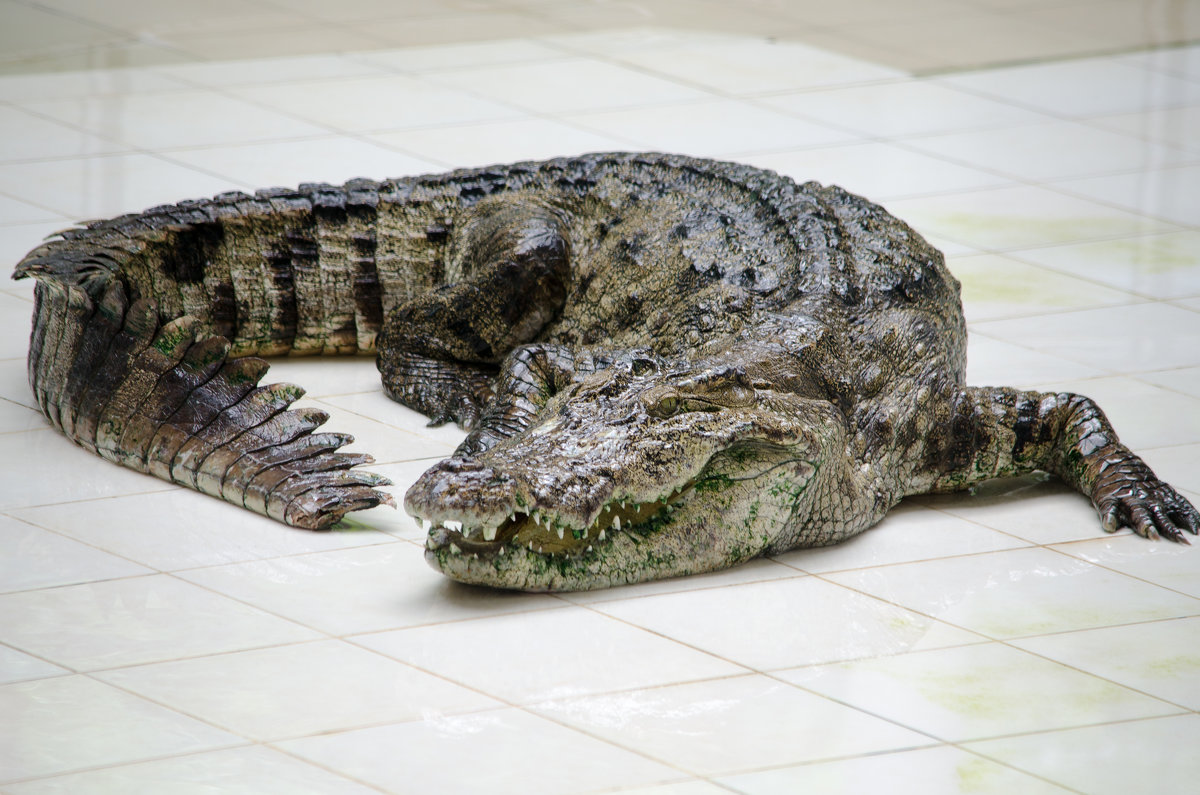 крокодил - максим дьяков