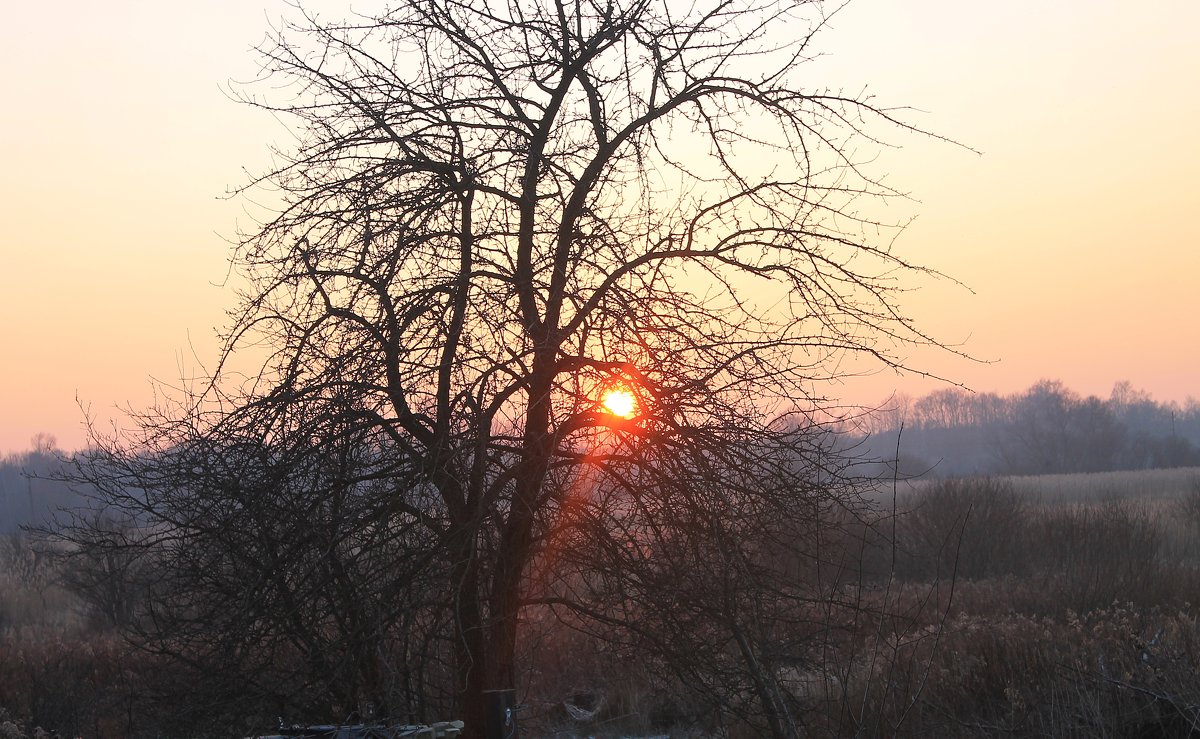 Солнце через дерево... - Лина Свиридова