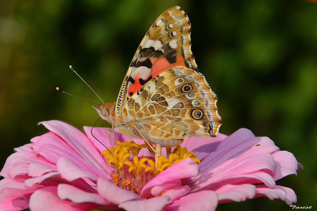 Бабочка на цветке - Sergey (Apg)