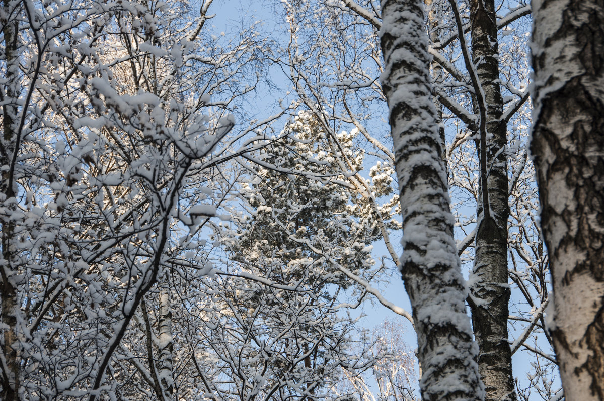 Зимняя сказка - marmorozov Морозова