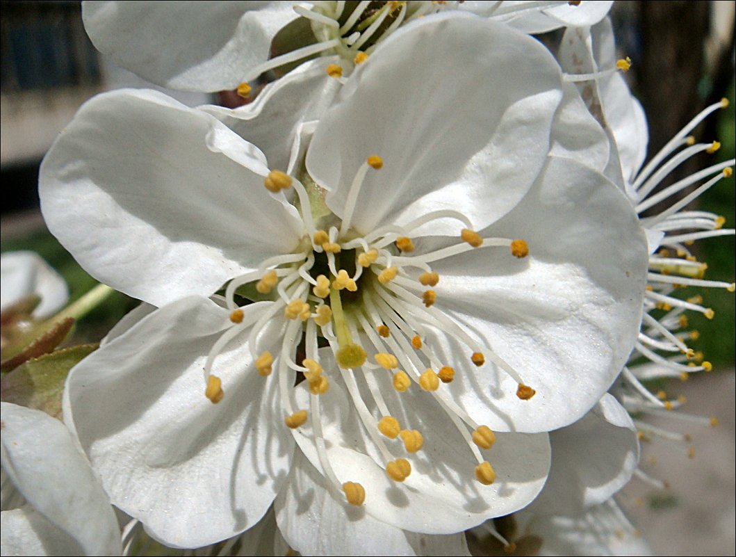 Цветочек вишни - Нина Корешкова