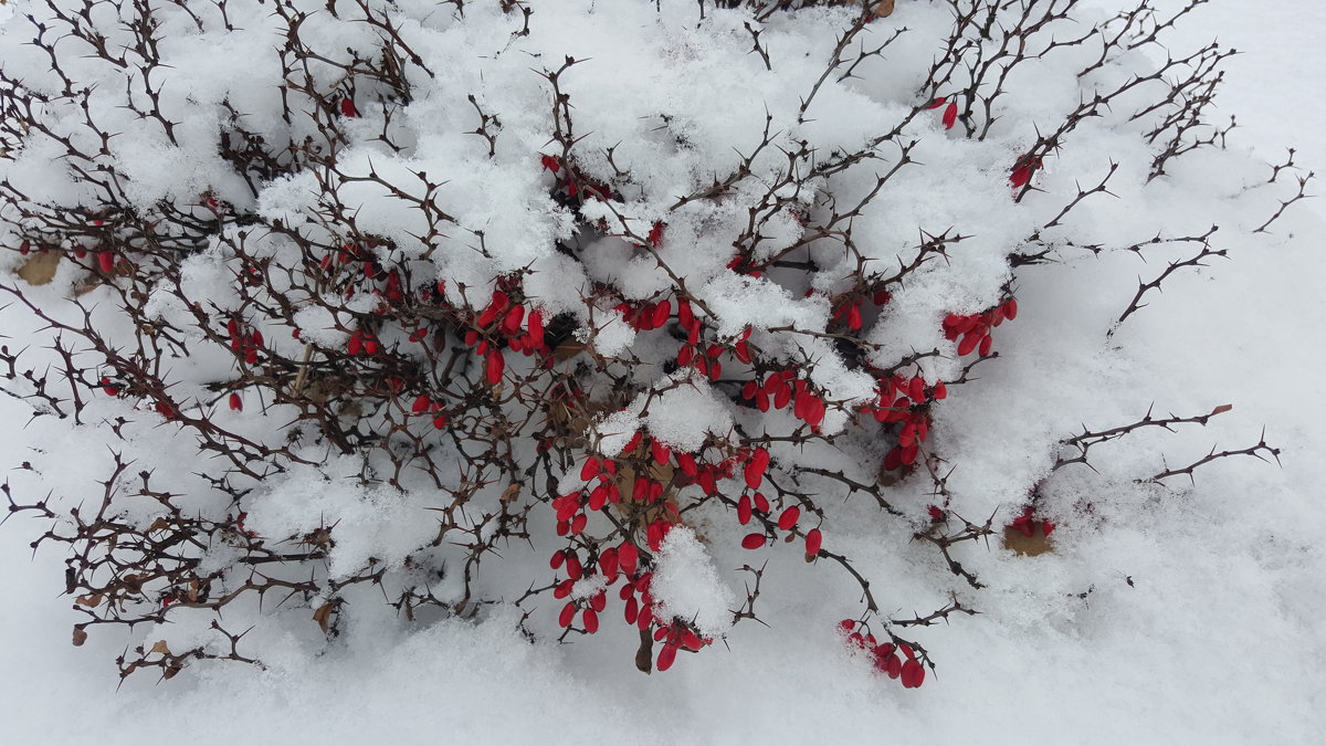 Зима в саду. - Елена Савчук 