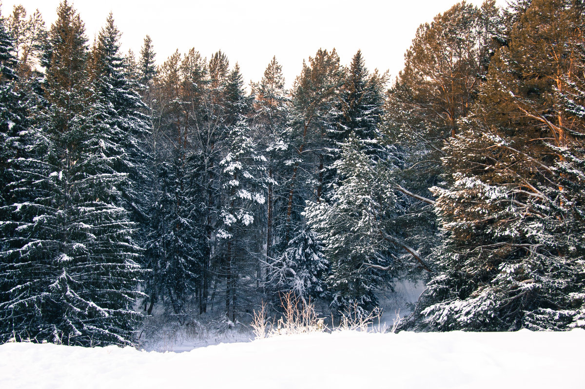 Зимний лес - Mikhail 