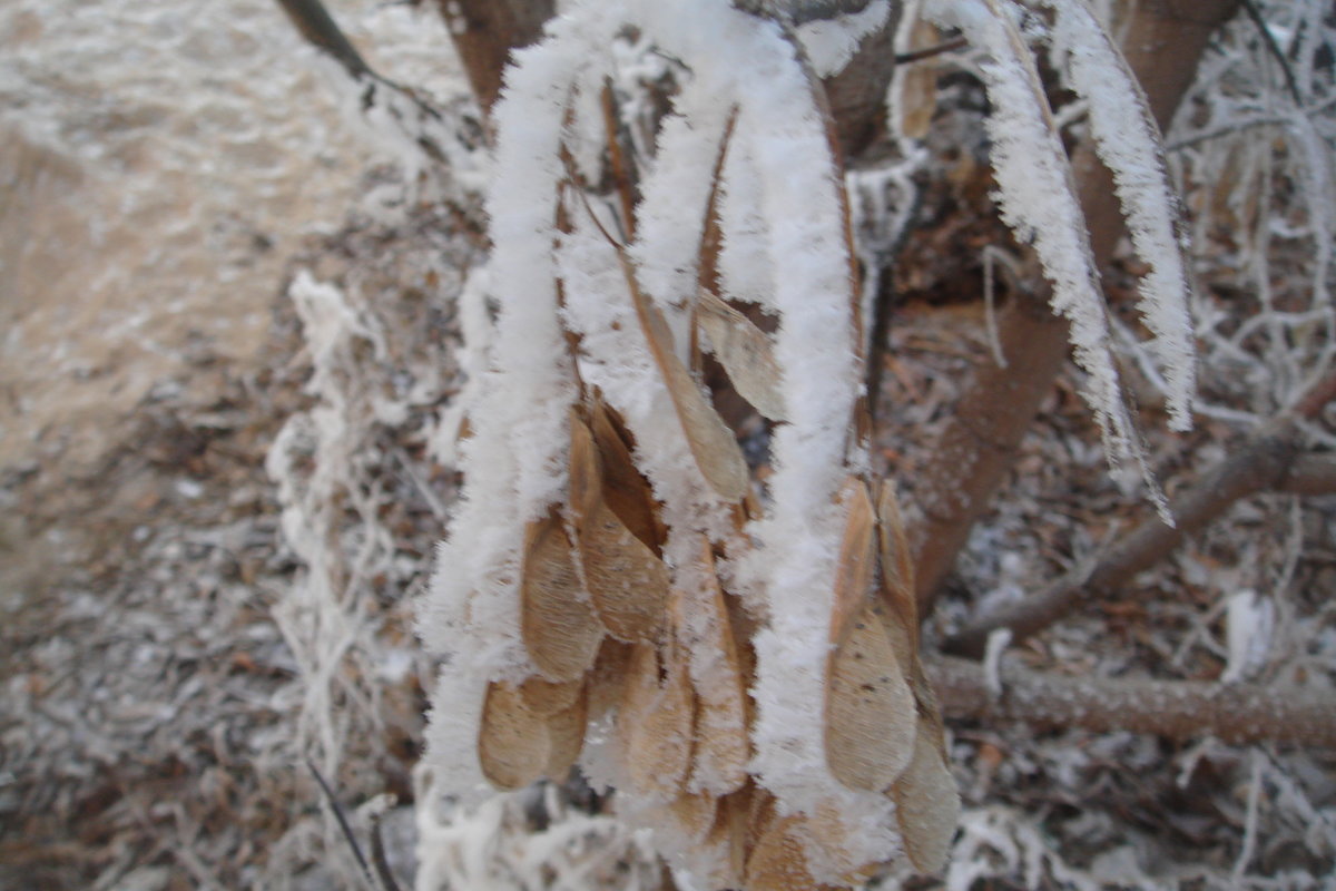 листья морозные - helga 2015