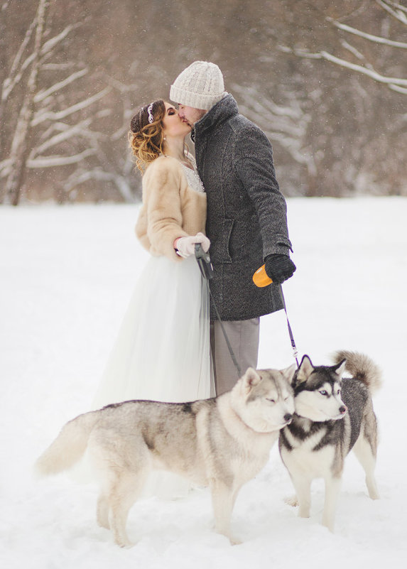 С хасками зимняя свадьба - это красиво - Анастасия Кочеткова 