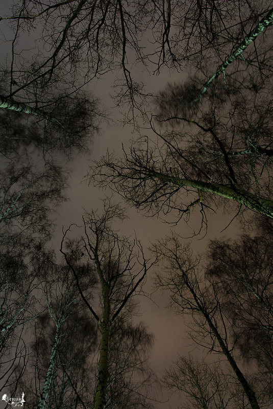 Спящие деревья - Виктор Зенин