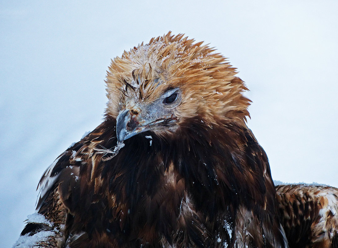 Портрет орла зимой - Александр Запылёнов