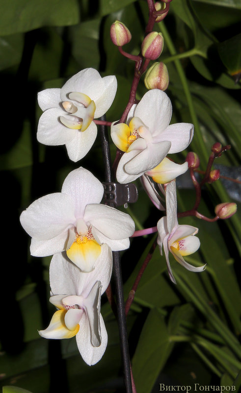 орхидея - Laryan1 
