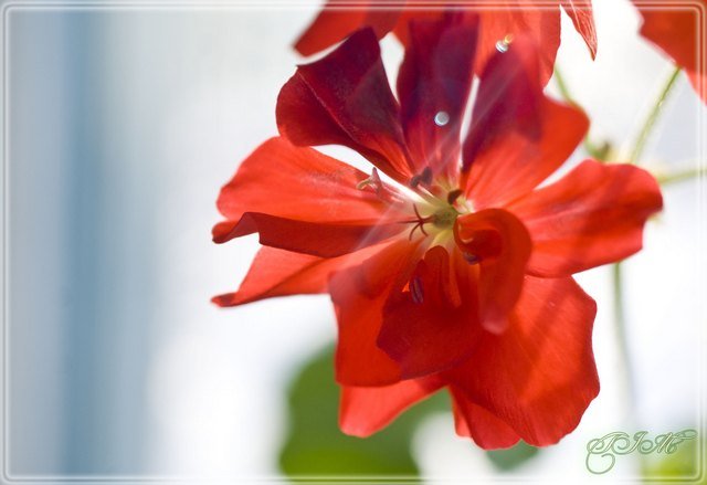 Цветок герани - Тамара 