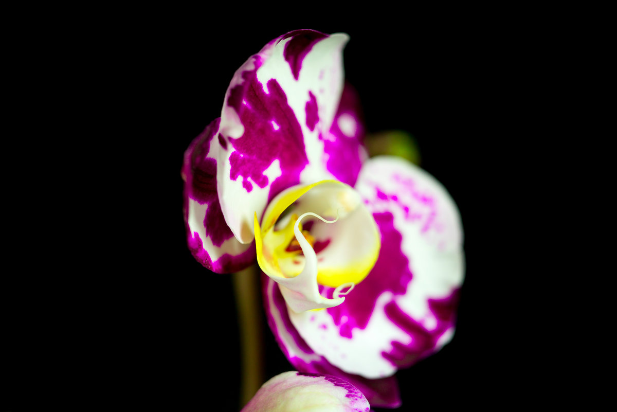 Мир орхидей - Juli Chaynikova