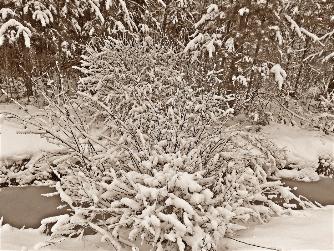 Ручей из торфяного болота. - Фотогруппа Весна