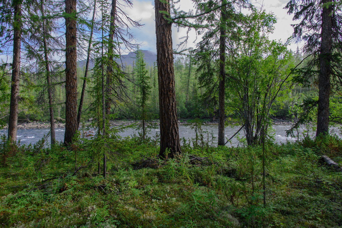 *** - Александр Хаецкий