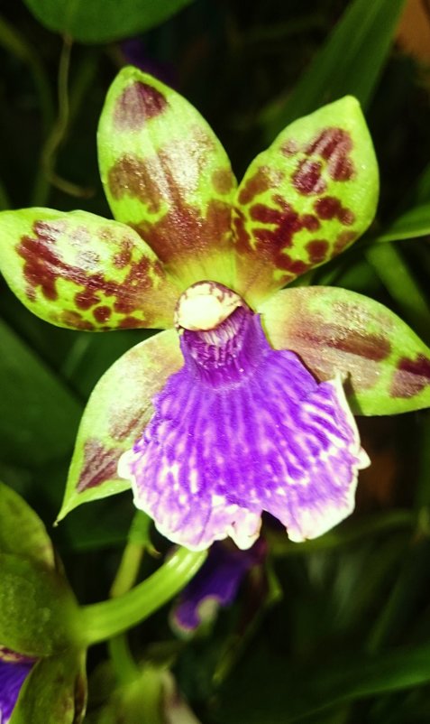 Орхидея - Galina194701 