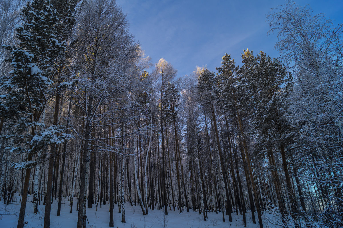 зимний лес - edwwde 