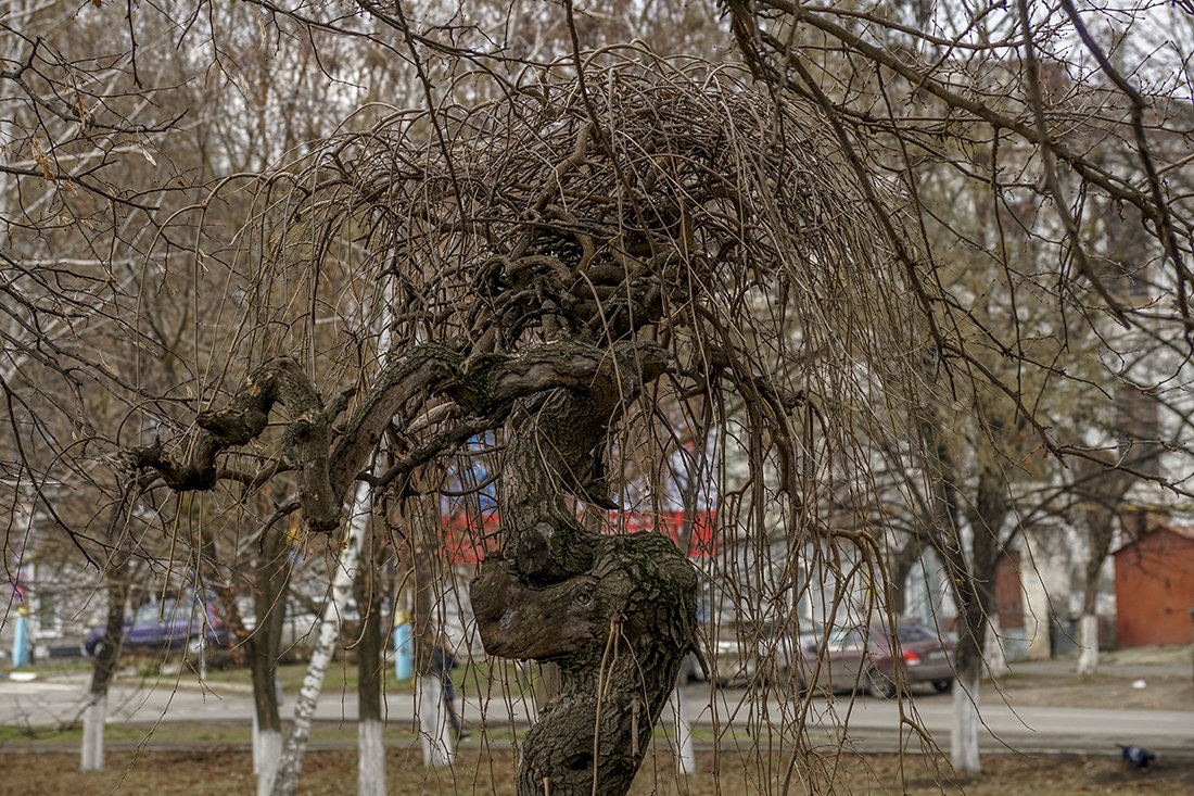 Вот такое дерево - Игорь Сикорский