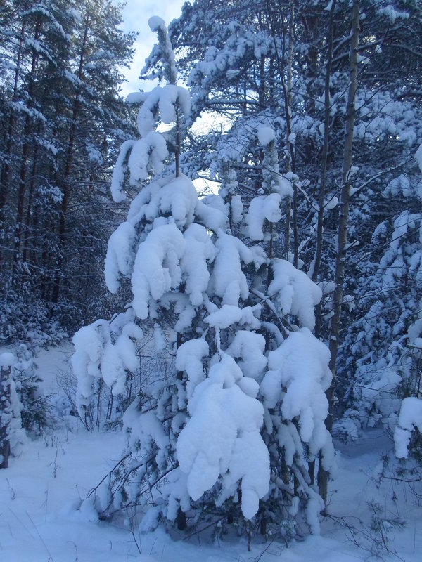 В Зимнем лесу - BoxerMak Mak