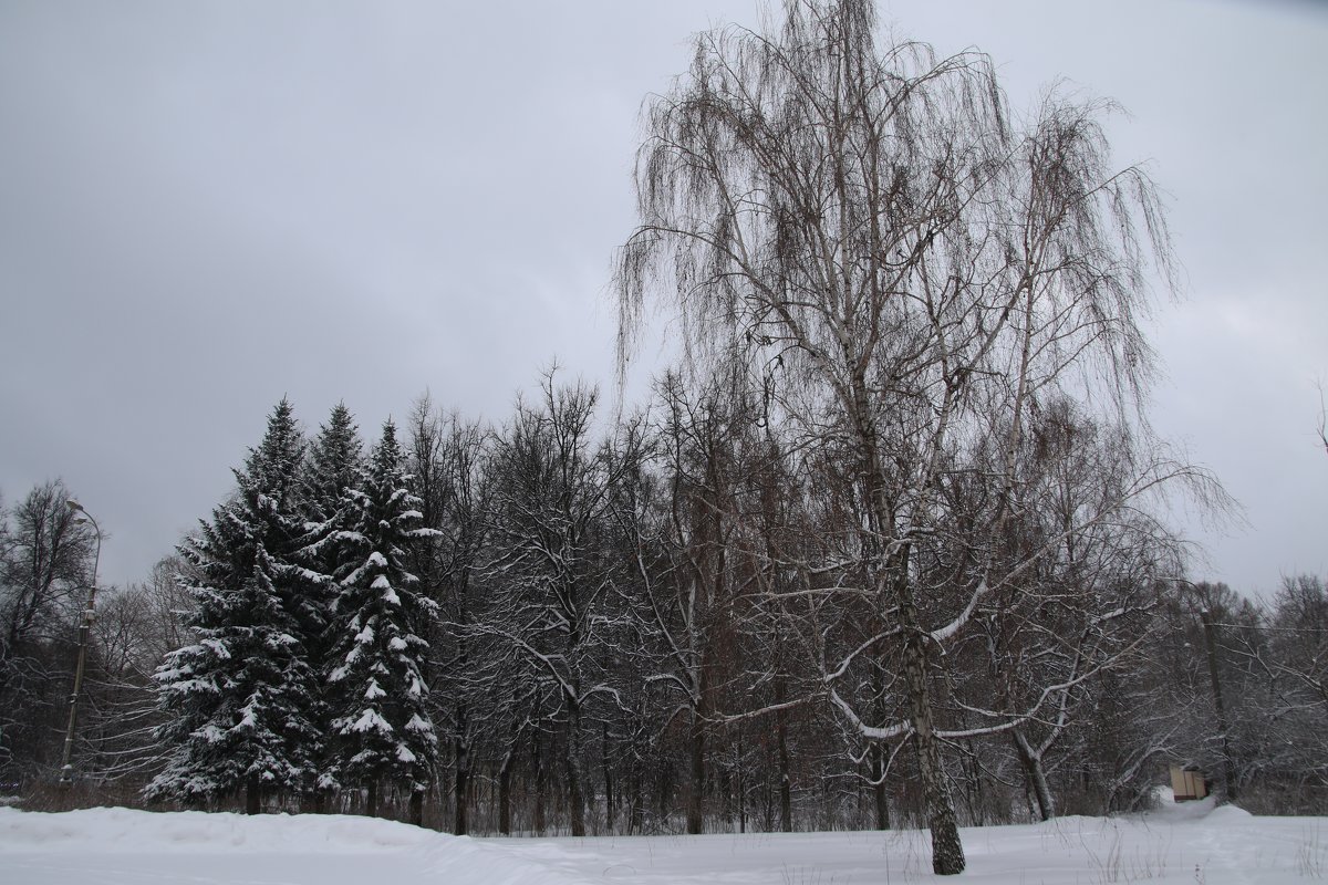 Измайловский парк зимой - Юрий Бомштейн