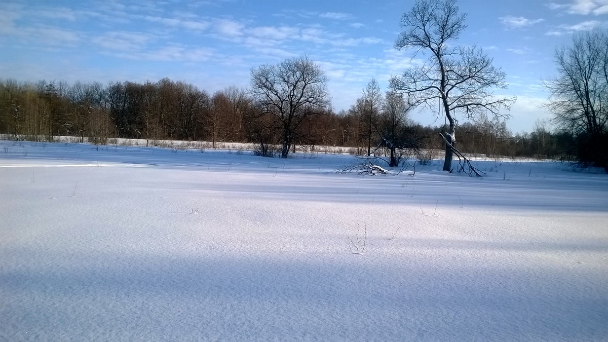 Зима за городом. - Елена Данилычева