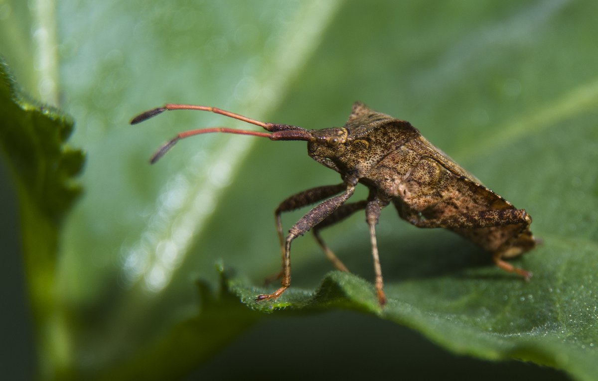 Picromerus bidens - Artyom S