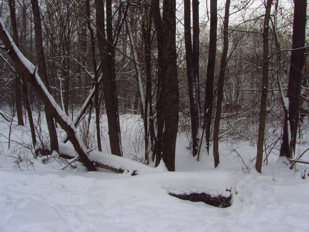 Зима в Измайловском парке - Андрей Лукьянов