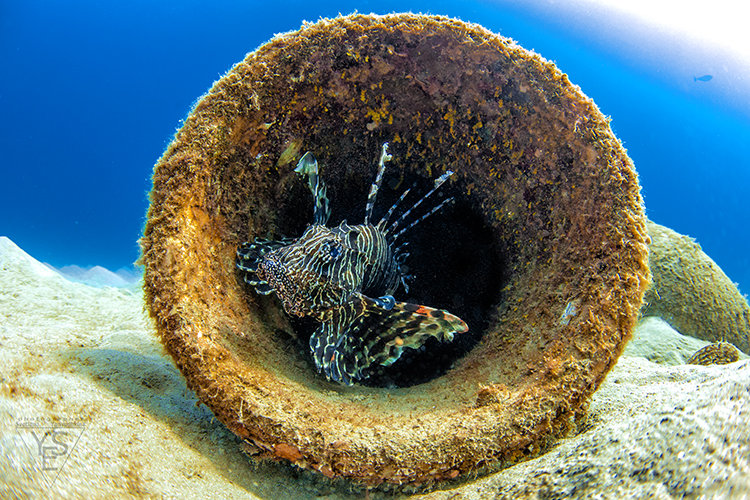 lionfish - Светлана Янюшкина