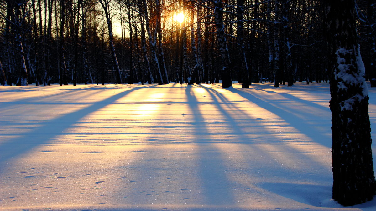 Закат в березовой роще. 24/01/2016 - Leo 