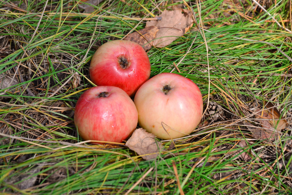 Яблочки наливные - Ольга 