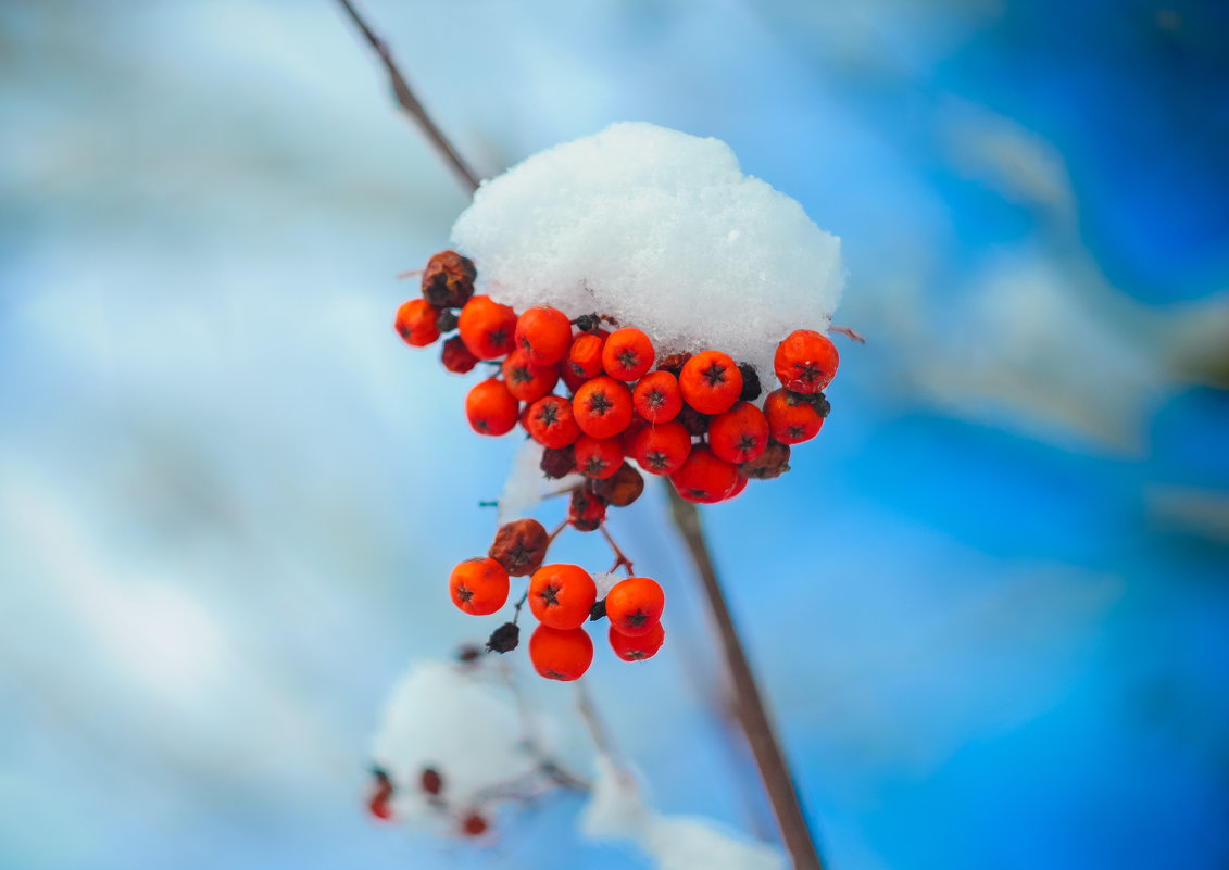 грозди рябины в снегу - Тася Тыжфотографиня