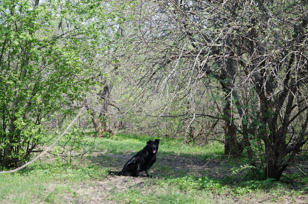 Собака весной - Natalia Dubrovskaya