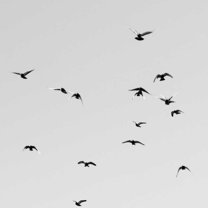 Birds - Nastya Ishimova