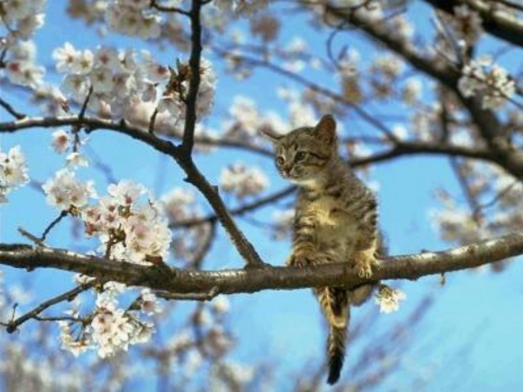 Котёнок на дереве весной