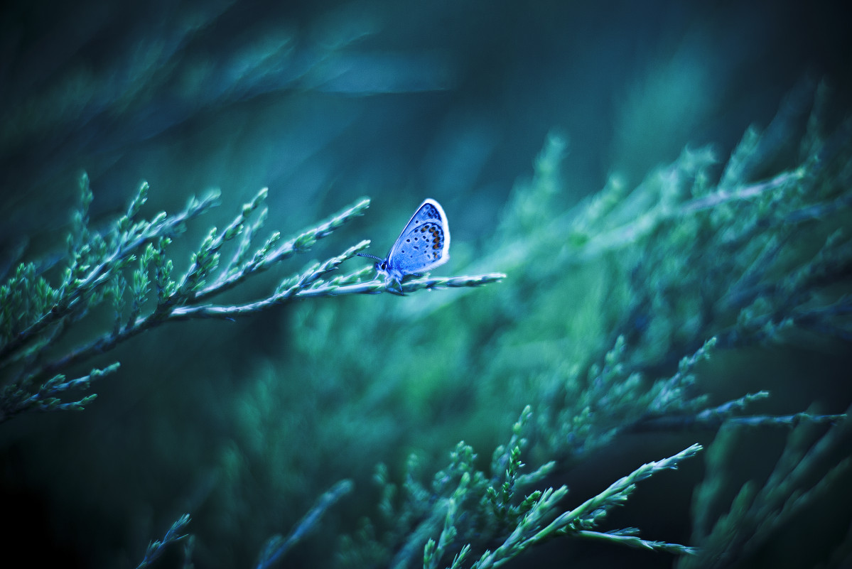 butterfly - Екатерина Романова