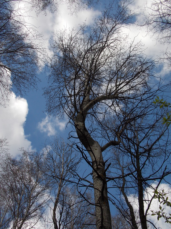 Гибкое дерево - Анастасия Ляхина