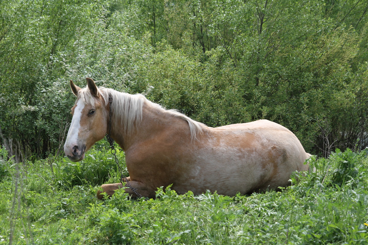 лошадь 2 - Александр Юшков